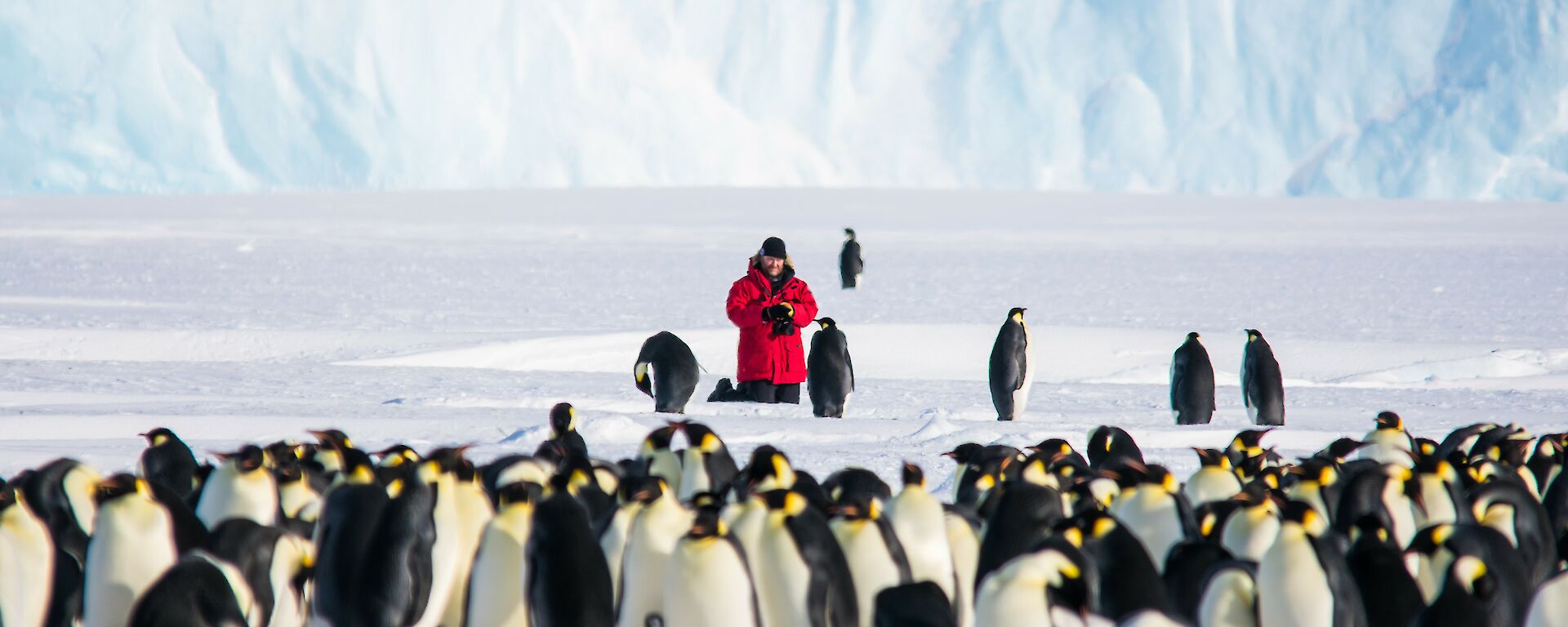 A man in a red jacket is in the distance kneeling on the ice and watching a large number of emperor penguins that are between the camera and the man.
