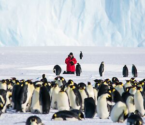 A man in a red jacket is in the distance kneeling on the ice and watching a large number of emperor penguins that are between the camera and the man.