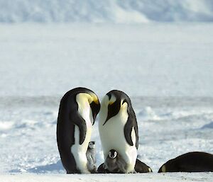 Two adult emperor penguins and two chicks on their feet are in the centre of frame. The adults are looking down at one of the chicks and the other chick is looking at the camera.