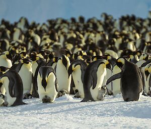 A very large number of emperor penguins are gathered together. In the foreground, an adult penguin appears to be tapping a chick on the beak.