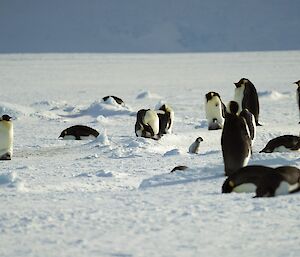 A number of emperor penguins are on the snow covered ice. A chick is running across the frame from left to right.
