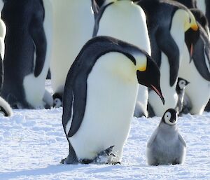 An emperor penguin chick is standing by itself on the ice a little away from its parent. In the background are a large number of other penguins.
