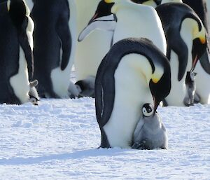 An emperor penguin chick snuggles against its parent. The adult is leaning down and touching the chick with its beak. In the background are a large number of other penguins.