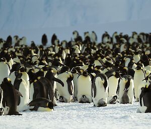 A very large number of emperor penguins are in the frame. There are many penguin chicks visible on the feet of their parents.