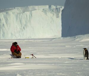 A man and an emperor penguin are looking directly at each other over a distance of five metres. In the background are a number of large icebergs.