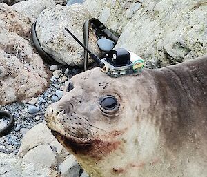 A southern giant elephant seal with tracker - 2023 Macquarie Island.