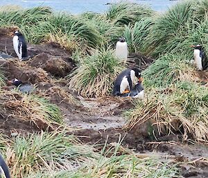 Gentoo Penguins nest building - 2023 Macquarie Island.