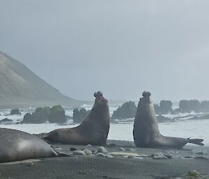 Southern giant elephant seals in action - 2023 Macquarie Island.