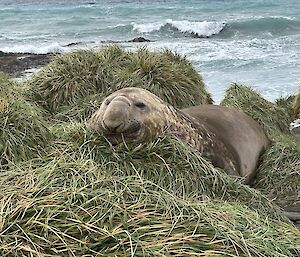 Southern Elephant Seal - Macquarie Island 2023.