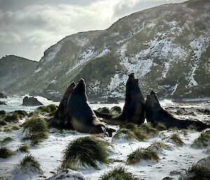 Return of the Elephant Seals - Macquarie Island 2023.