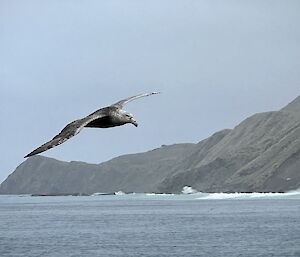 Giant Petrel mid flight - Macquarie Island 2023.