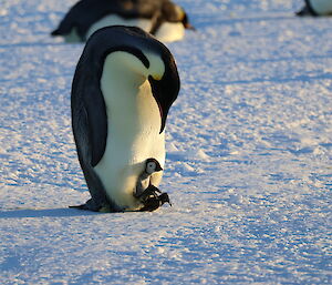 A penguin chick is visible sitting on the feet of its parent. In the background another penguin is laying on the ice.