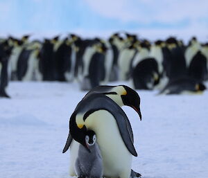 An emperor penguin chick is being cuddled by its parent. In the background are a large number of other emperor penguins.
