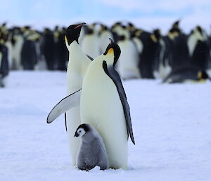 Two adult emperor penguins are standing above an emperor penguin chick. In the background are a large number of other emperor penguins.