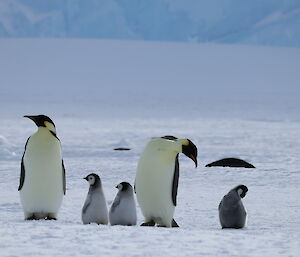 Two adult penguins and three emperor penguin chicks are gathered together.