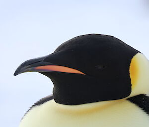A close up photo of an emperor penguin's head which is looking askew at the camera.