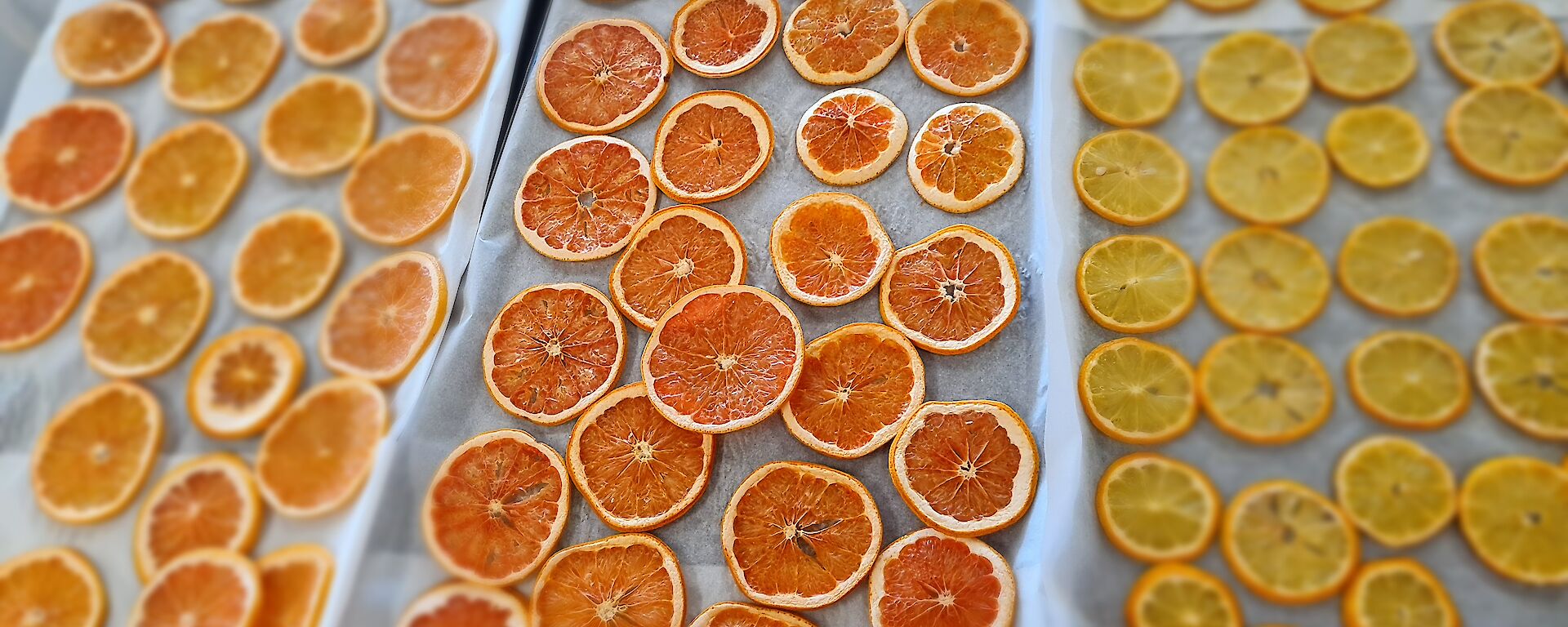 Three trays of sliced dried oranges and lemons