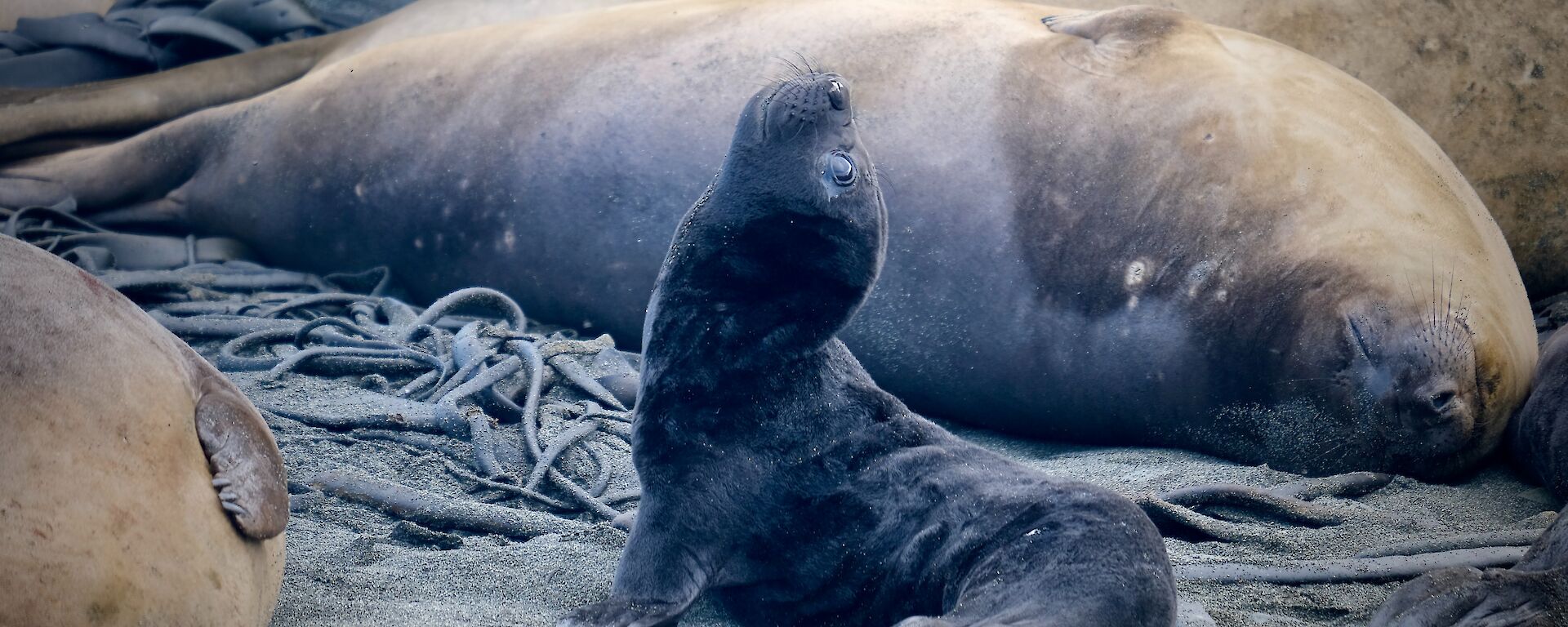 A newborn elephant seal pup.