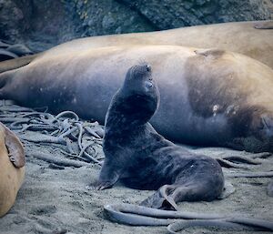 A newborn elephant seal pup.