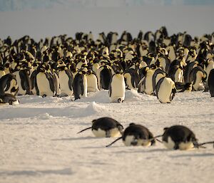 Four emperor penguins are sliding on their bellys towards a colony of a very large number of penguins