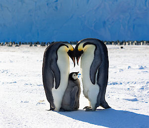 Two adult penguins are head to head above a chick who is standing between them. In the background are a large number of other penguins.