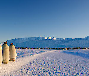 Four emperor penguins are in a line facing the camera on the left of frame. In the distance are a very large number of penguins and behind them are large icebergs frozen into the sea ice.