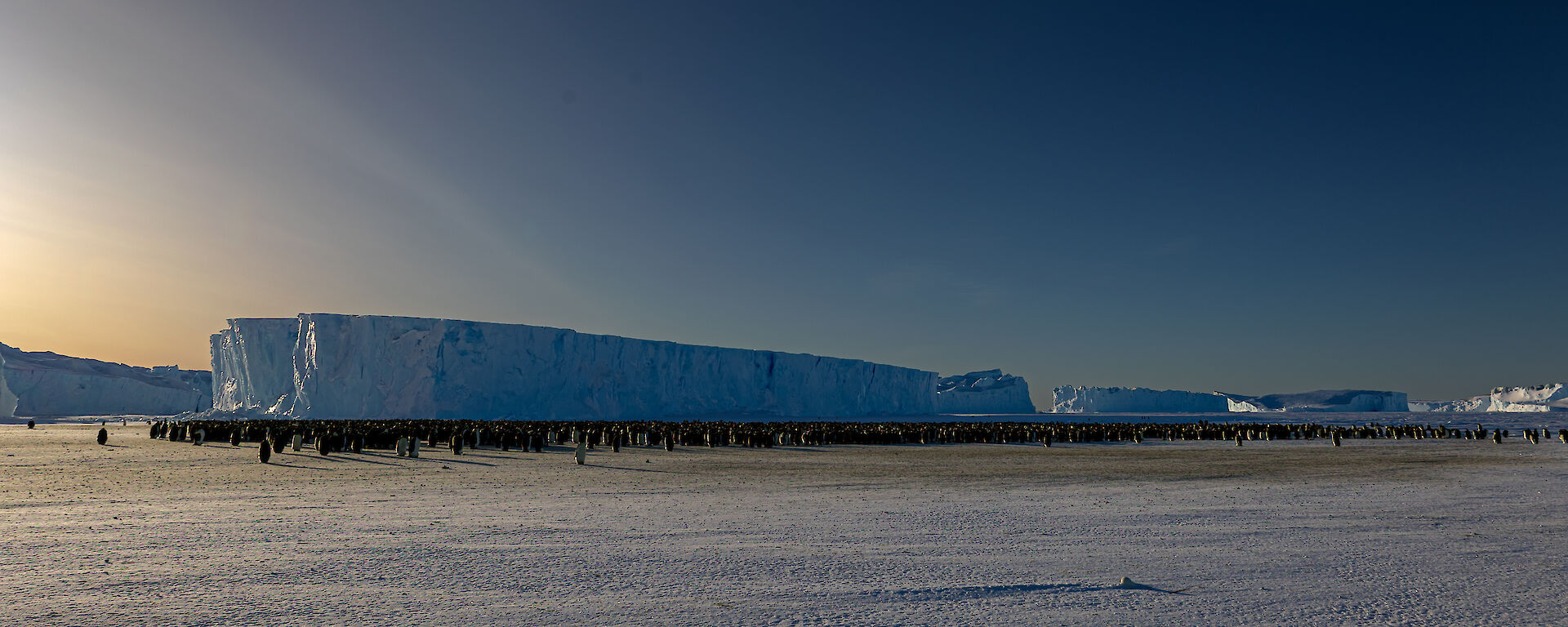 A very large number of penguins are in the distance on the sea ice gathered together in front of a large ice berg frozen into the ice.