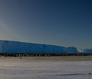 A very large number of penguins are in the distance on the sea ice gathered together in front of a large ice berg frozen into the ice.