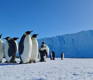 A group of penguins is close to the camera. In the background to the right of frame a man is kneeling on the ice taking photos and there is a large iceberg in the distance.