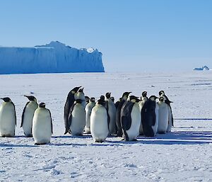 A large group of penguins are near a woman who is kneeling on the ice. In the distance are two large icebergs