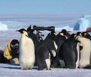 A woman is laying on the ice next to a large group of penguins which have surrounded her camera. In the distance is an orange Hägglunds vehicle and icebergs frozen into the sea ice