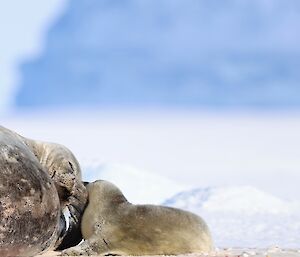 A newly born seal pup is next to its mother. In the background in frozen sea and an iceberg out of focus in the distance