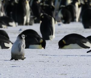 An emperor penguin chick is walking briskly across the ice in front of a number of adults who are laying on the ice. In the background are many more penguins standing together