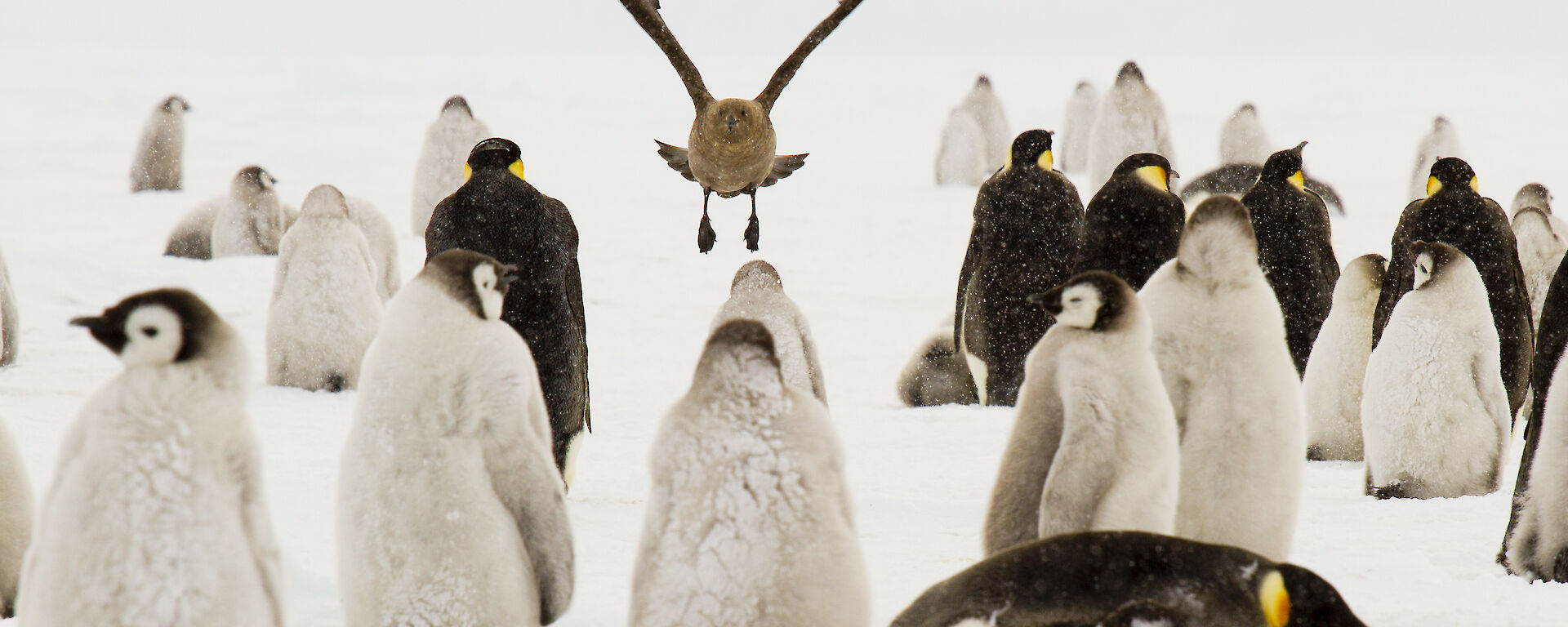 A skua bird flies over a bunch of emperor penguins