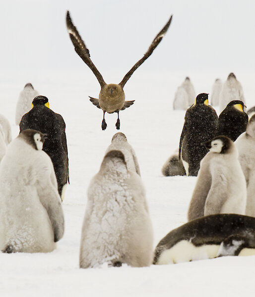 A skua bird flies over a bunch of emperor penguins