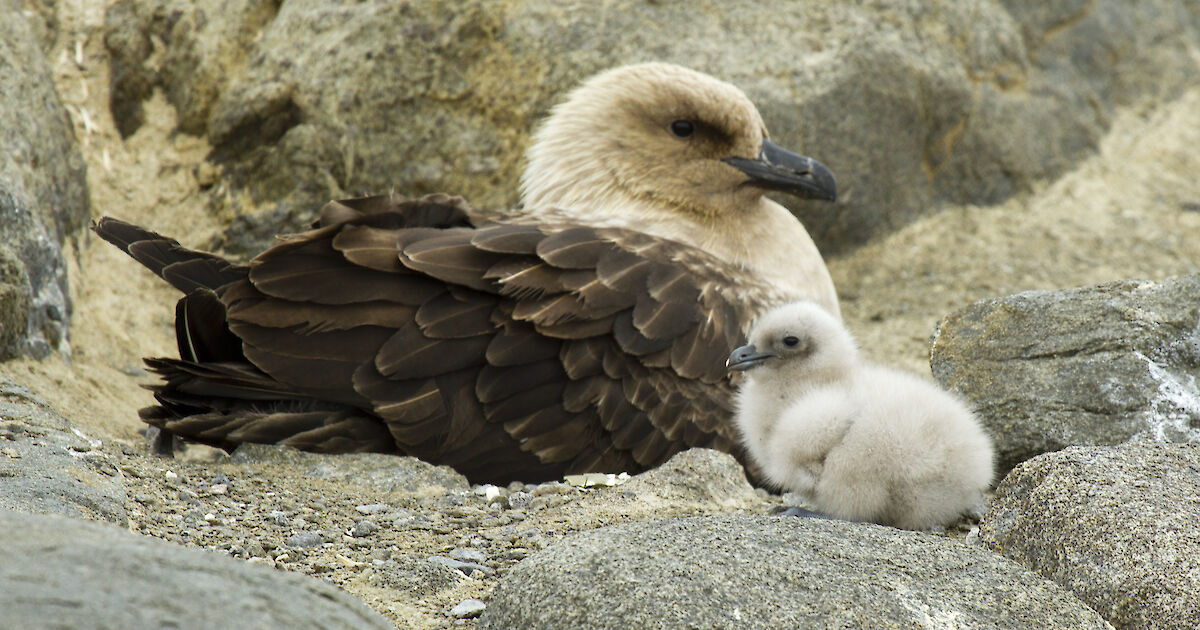 Australian scientists monitor bird flu risk in Antarctica – Australian Antarctic Program (News 2023)