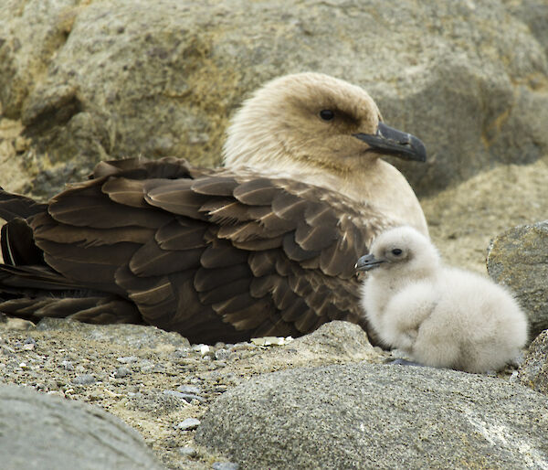 Skua and baby sitting on a rock