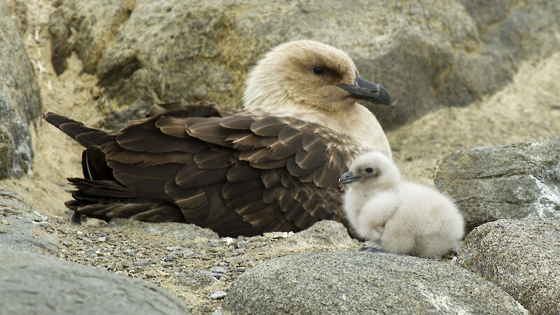 Skua and baby sitting on a rock