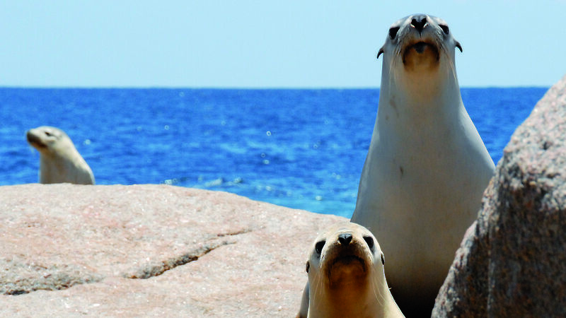 A sea lion mum and baby look at the camera