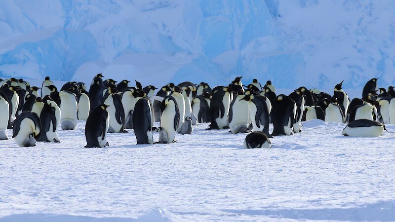 Emperor penguins standing together on ice
