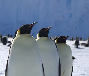 Three penguins aree close to the camera and looking regally up to the right. In the background are a large number of other penguins on the ice.