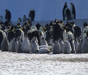 A large number of emperor penguin chicks are gathered together. In the background the adults are also gathered together.