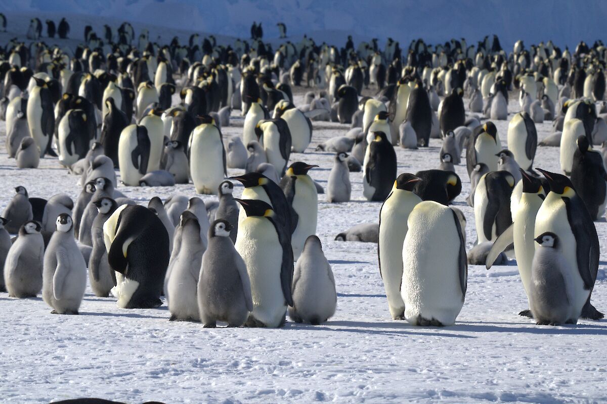 This week at Mawson: 20 October 2023 – Australian Antarctic Program