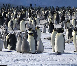 Many penguin chicks are amongst adult penguins in a very large group stretching into the background.