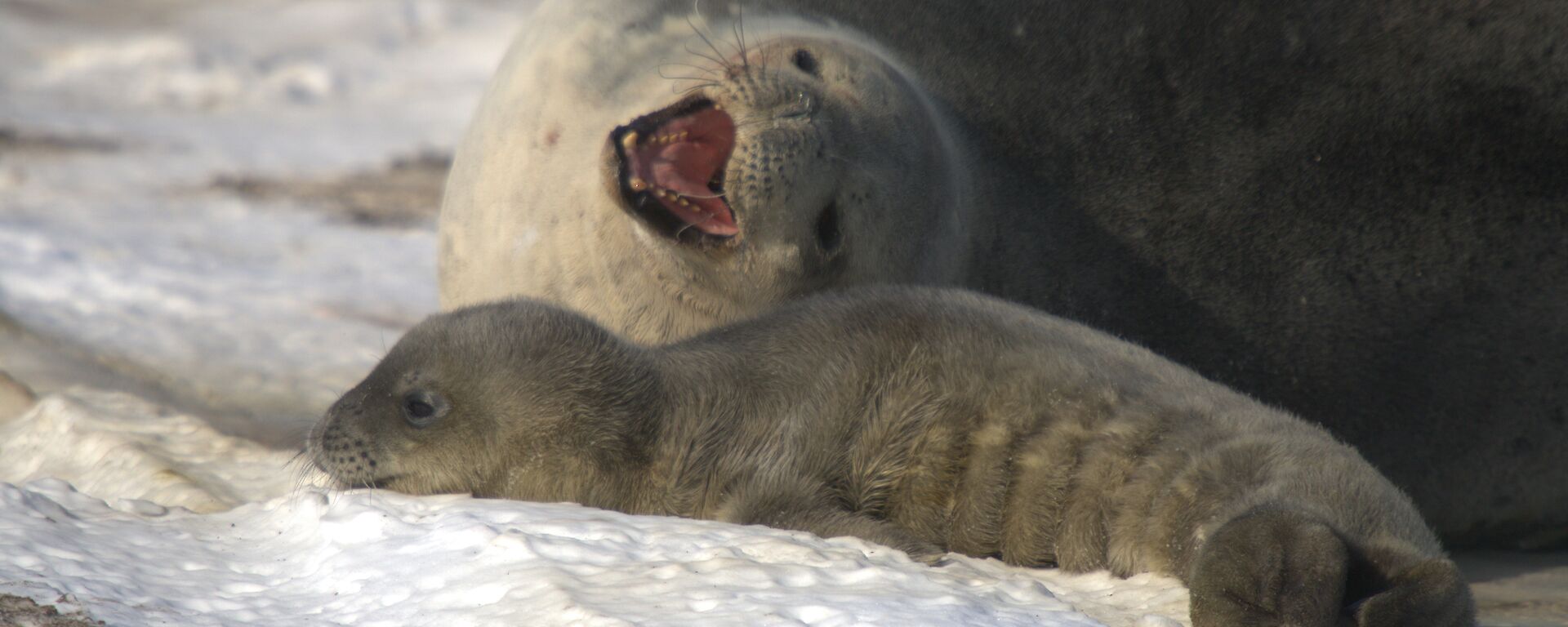 A seal pup is laying on the sea ice next to a large adult that has its head to the side and mouth wide open.