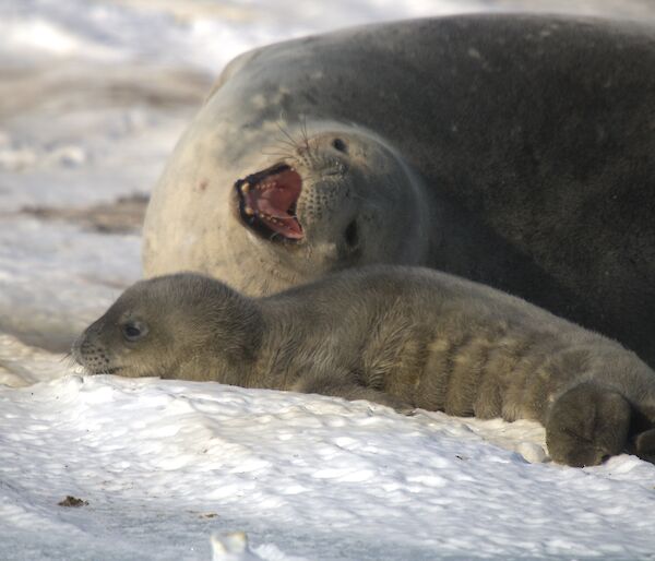 A seal pup is laying on the sea ice next to a large adult that has its head to the side and mouth wide open.