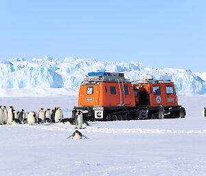 A group of emperor penguins are gathered near an orange Hägglunds vehicle which is parked on the sea ice. In the distance are large craggy icebergs.