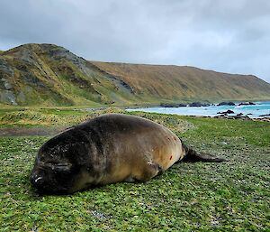 A large newborn seal lies on a mossy green flat bit of land