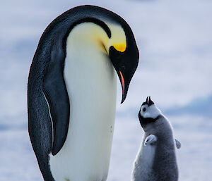 An emperor penguin chick is looking up and backwards at an adult penguin which is behind it. They are standing on sea ice.