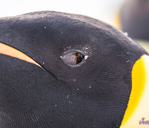 A close up photograph of an empror penguin's head. Another penguiin can be seen reflected in its eye